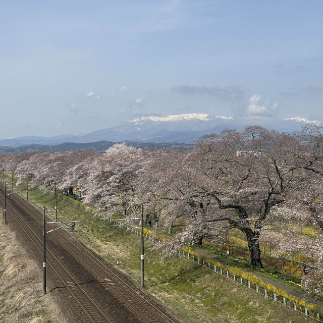 Sendai Sakura 3-7 Apr 2024