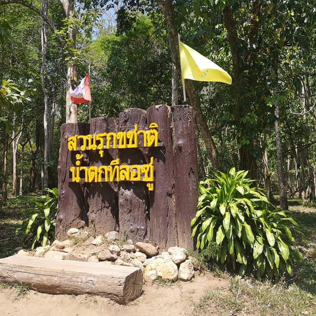 ทีลอซู อัญมณีแห่งป่าตะวันตก