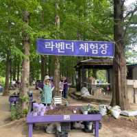 홋카이도 말고 국내로 가자 보라빛 라벤더밭🏡💟