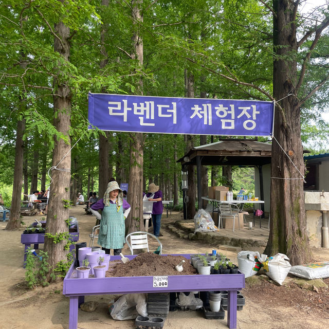 홋카이도 말고 국내로 가자 보라빛 라벤더밭🏡💟