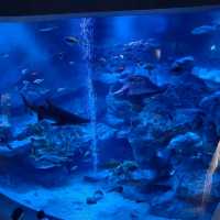 日本東京「墨田水族館」