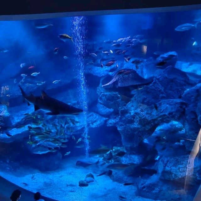 日本東京「墨田水族館」