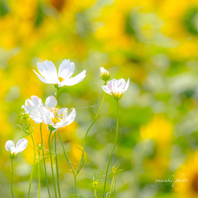 \無料/絶景40万本のひまわり畑🌻✨らんらんバス時刻表付き🚎🌻iPhone撮影も最後にあるよ📱🌻