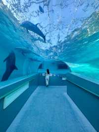 【和歌山】 イルカの水中トンネルが可愛い️🩵🐬くじらの博物館🐬✨
