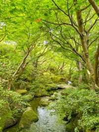 【島根】期間限定の絶景の庭園🌼 🌸【由志園の牡丹祭り】🌸