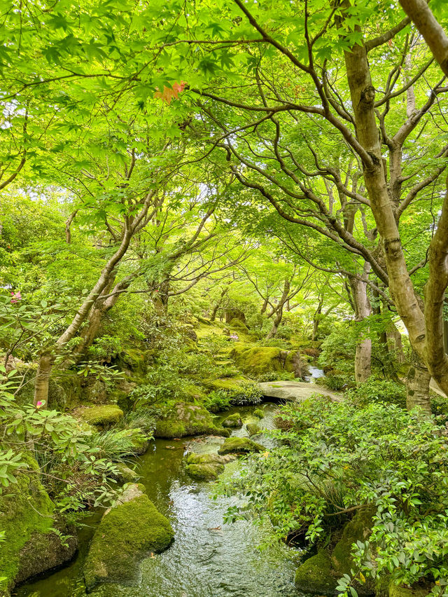 【島根】期間限定の絶景の庭園🌼 🌸【由志園の牡丹祭り】🌸