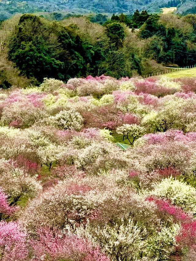 〜三重県津市〜絶景！いなべ梅林公園