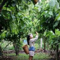 ที่พักสำหรับคนรักโกโก้ Cocao Valley resort น่าน