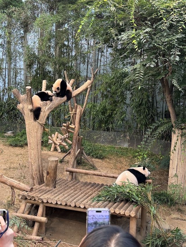 🐻‍❄️🌸에버랜드로 귀여운 판다 구경가요 