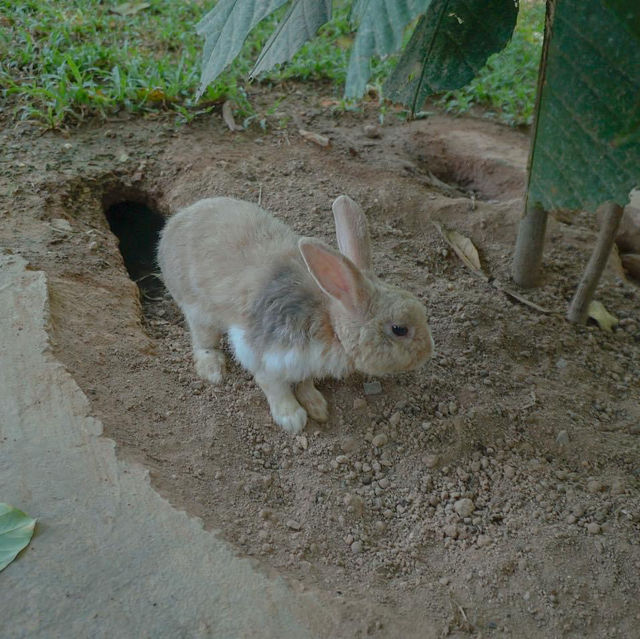 Rabbiz Hill Resort  
