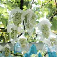 【埼玉】所沢で人気のぶどう狩りスポット🍇「所沢ぶどう園」