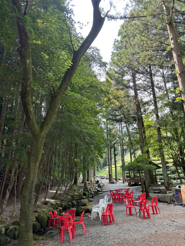 드넓은 녹차밭과 맛있는 아이스크림이 있는 데이트💚