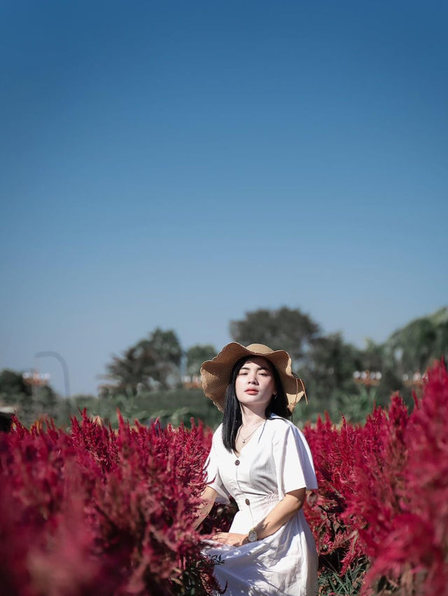 I Love Flower Farm สวนดอกไม้เชียงใหม่