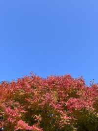 매력적인 가을 풍경의 물의정원🍂