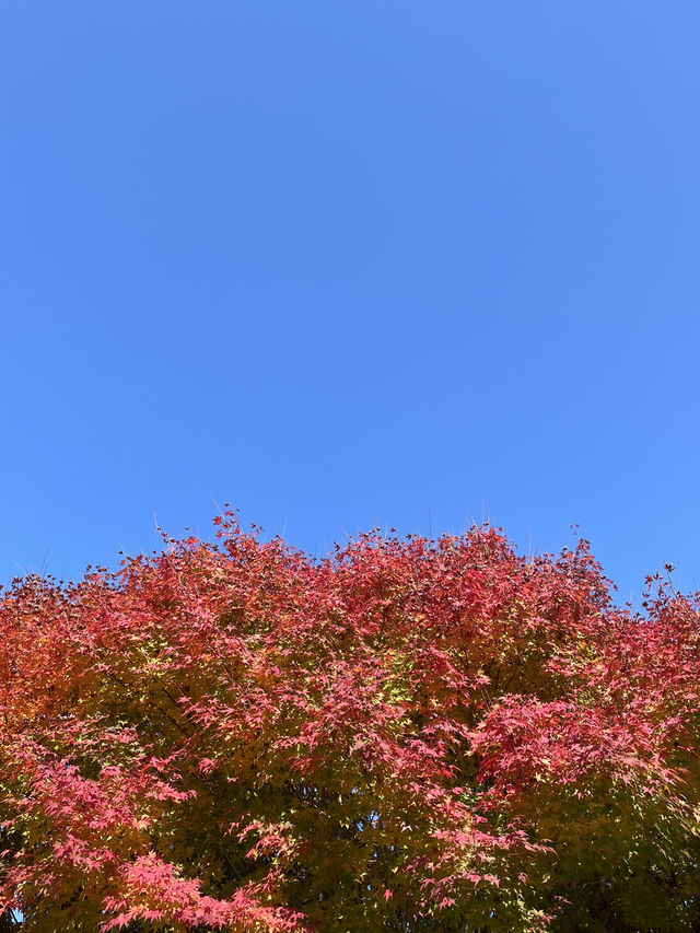 매력적인 가을 풍경의 물의정원🍂