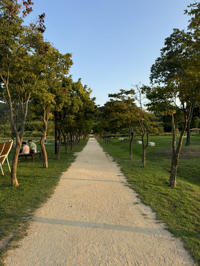 올 가을 여행지는 바로 여기 ✨ 팜파스가 한가득해요 