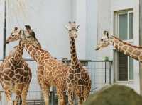 《動物園》【上海動物園】環境優美,攝影愛好者必去!