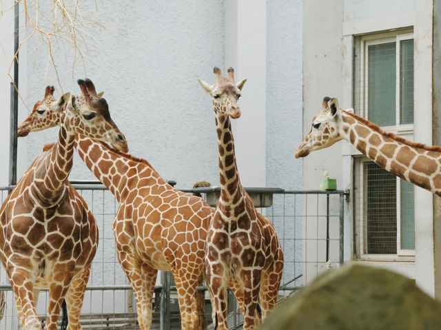 《動物園》【上海動物園】環境優美,攝影愛好者必去! 《動物園》【上海動物園】環境優美,攝影愛好者必去!