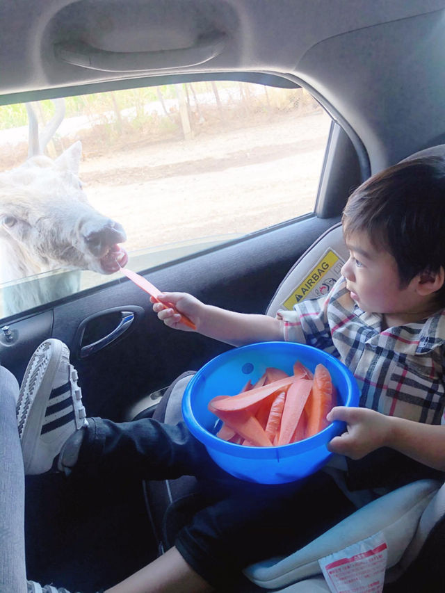 Safari Park Kanchanaburi  🦒🦁🦌