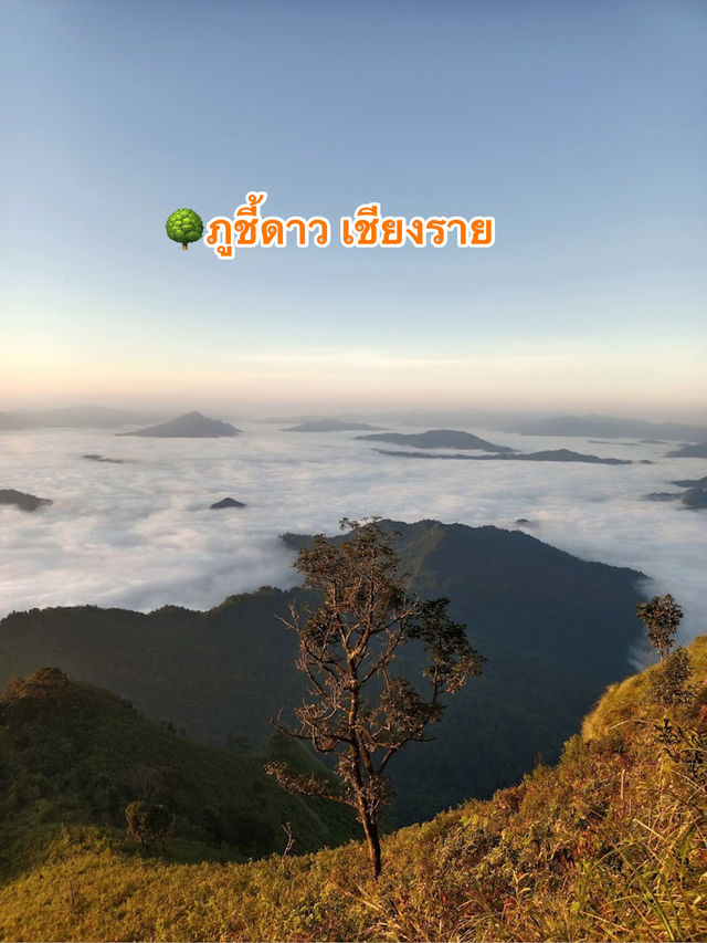 🌳ภูชี้ดาว เชียงราย