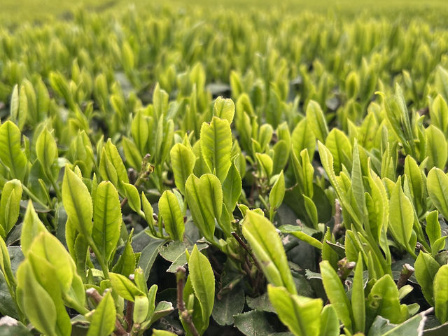 제주하면 뭐니뭐니해도 오설록🌱🌿🍃 이죠