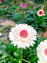 Flowers in Bloom at Genting Strawberry Leisure Farm