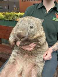 【オーストラリア/パース】人気者たちに会える動物園🐨