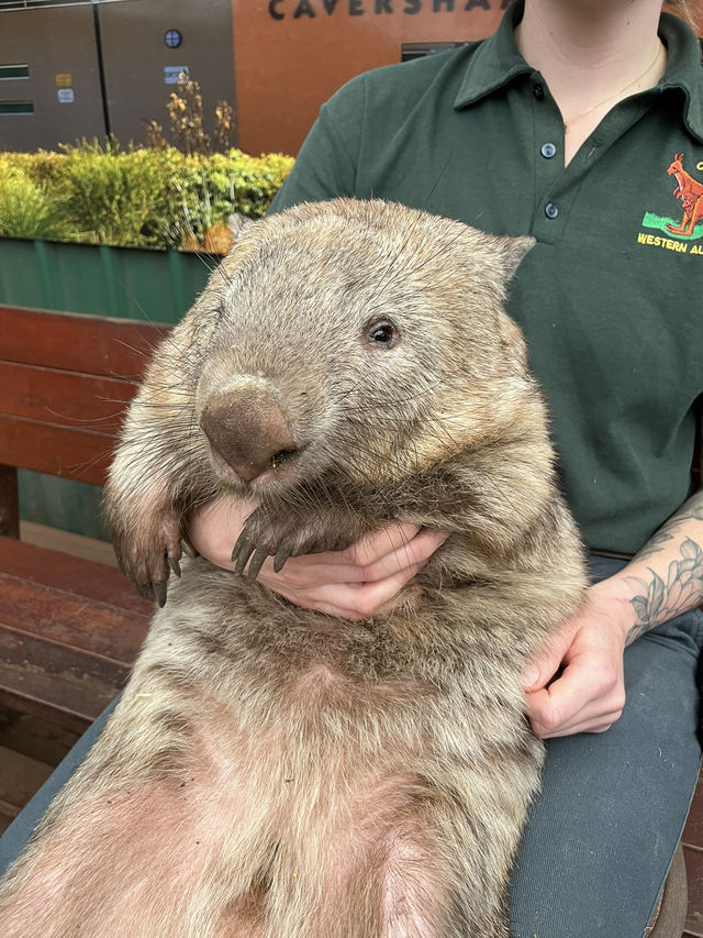 【オーストラリア/パース】人気者たちに会える動物園🐨