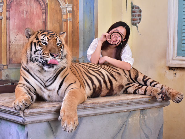 【タイ/プーケット 】タイガーと急接近！？🐅