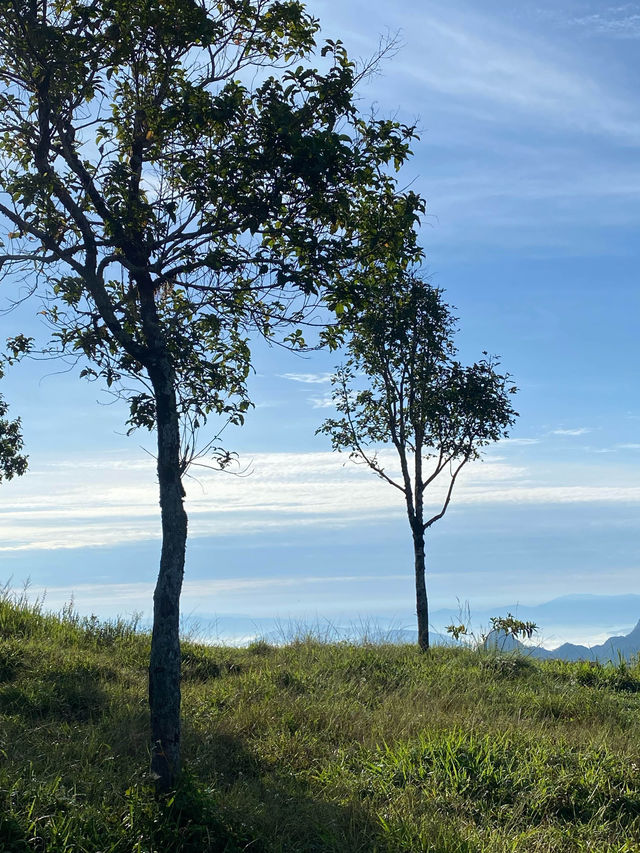 ชมทะเลหมอกที่ภูชี้ฟ้า จ.เชียงราย ⛰️⛅️🌳🌼