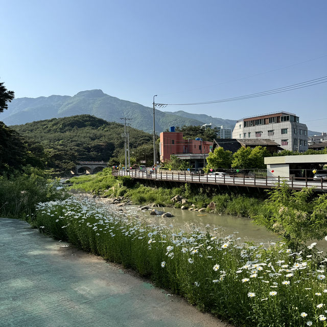 동화같은 돌담이 있는 데이지 꽃밭에서 데이트 🌼