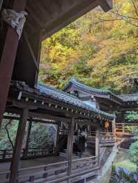 <京都 永觀堂>  🇯🇵楓葉女王的聖殿
