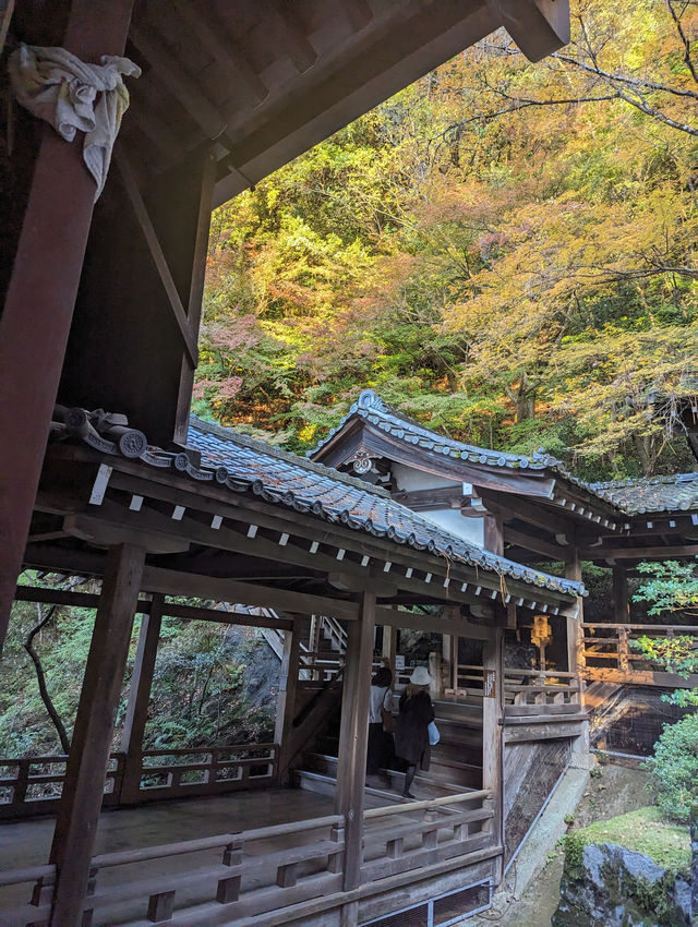<京都 永觀堂>  🇯🇵楓葉女王的聖殿