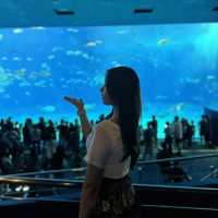 오키나와의 바다를 만나다, ‘츄라우미 수족관’ 완벽 가이드🐋