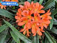 墨爾本賞花-南半球百花綻放的皇家植物園