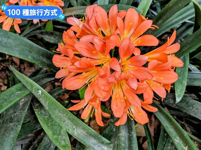墨爾本賞花-南半球百花綻放的皇家植物園