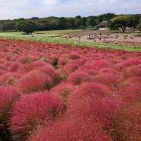 Kochia in Scarlet Red @ Hitachi Seaside Park 