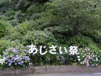 日本六月花海：靜岡縣免費景點