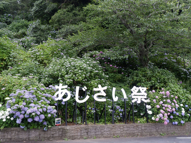 日本六月花海：靜岡縣免費景點