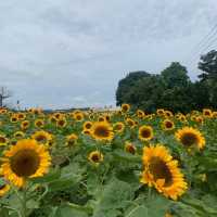 一年四季都能賞花「中社觀光花市」🌹
