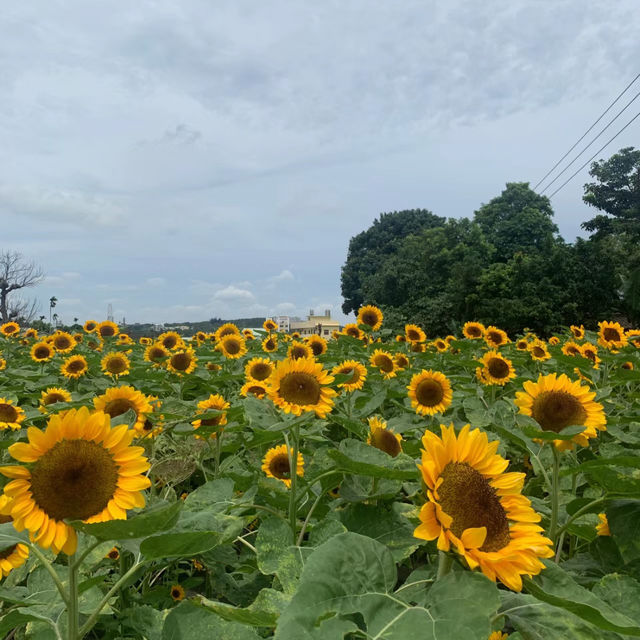一年四季都能賞花「中社觀光花市」🌹