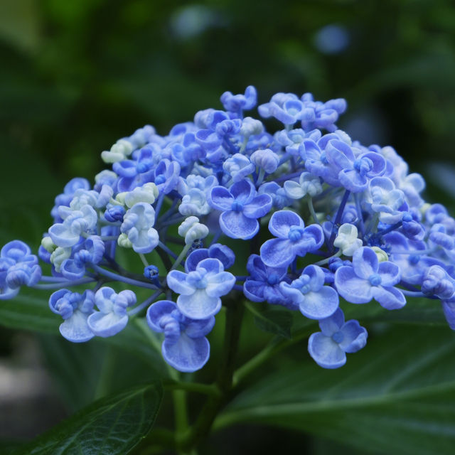 邂逅一望無際的紫陽花海 