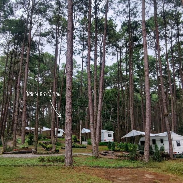 🌲ป่าสนดอยบ่อหลวง ที่พักกลางป่าสน🌲🦉