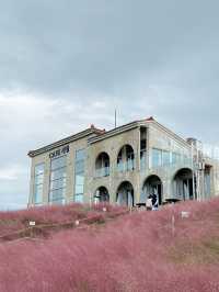 Dreamy Sea of Pink Muhly Grass Café In Jeju Island