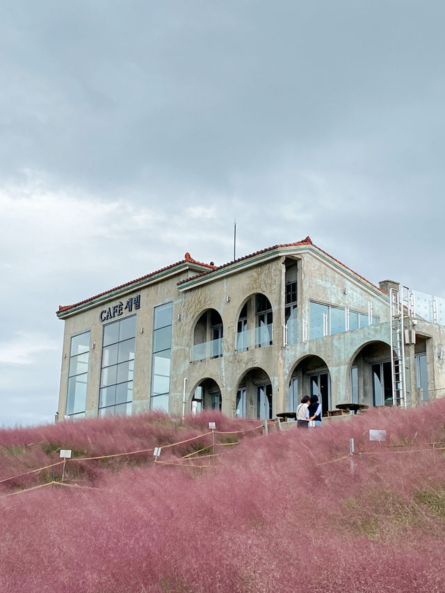 Dreamy Sea of Pink Muhly Grass Café In Jeju Island
