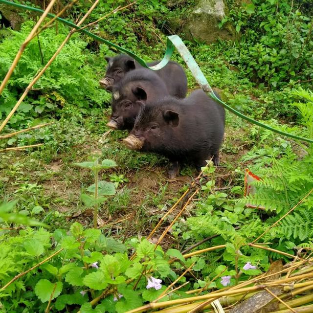 Sapa