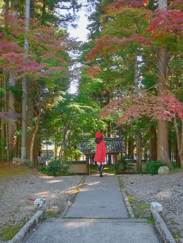【兵庫】秋の映え写真、マストスポット🎨 🍁
