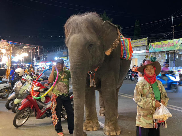 มหัศจรรย์งานช้างสุรินทร์แฟร์ 2567