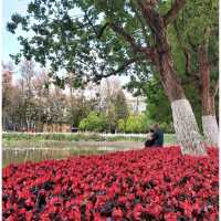Green Lake Park : สวนใหญ่ใจกลาง Kunming