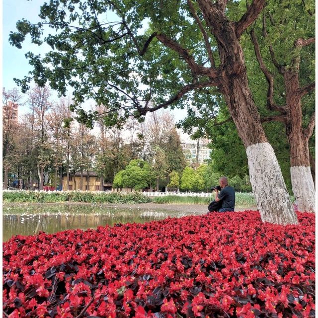 Green Lake Park : สวนใหญ่ใจกลาง Kunming